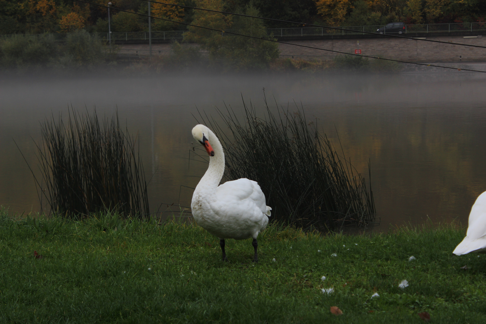 Schwan