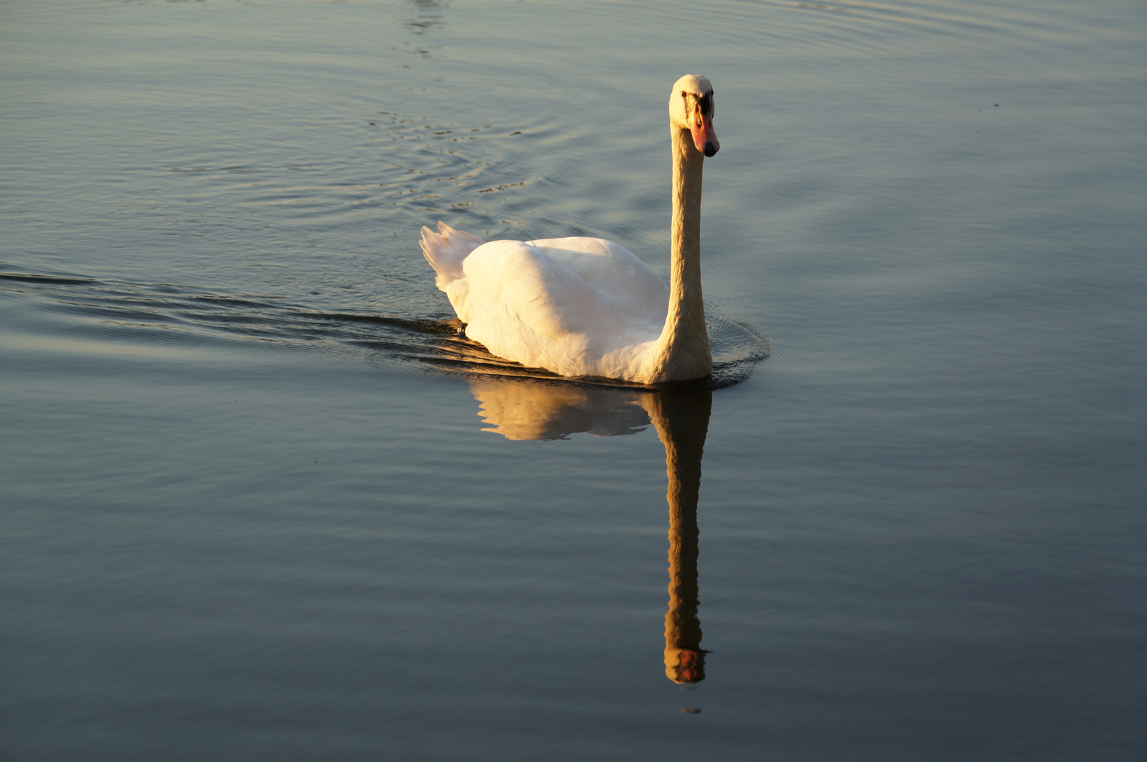 Schwan 09.09.2012