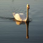 Schwan 09.09.2012