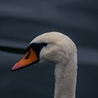 SCHWAN 1