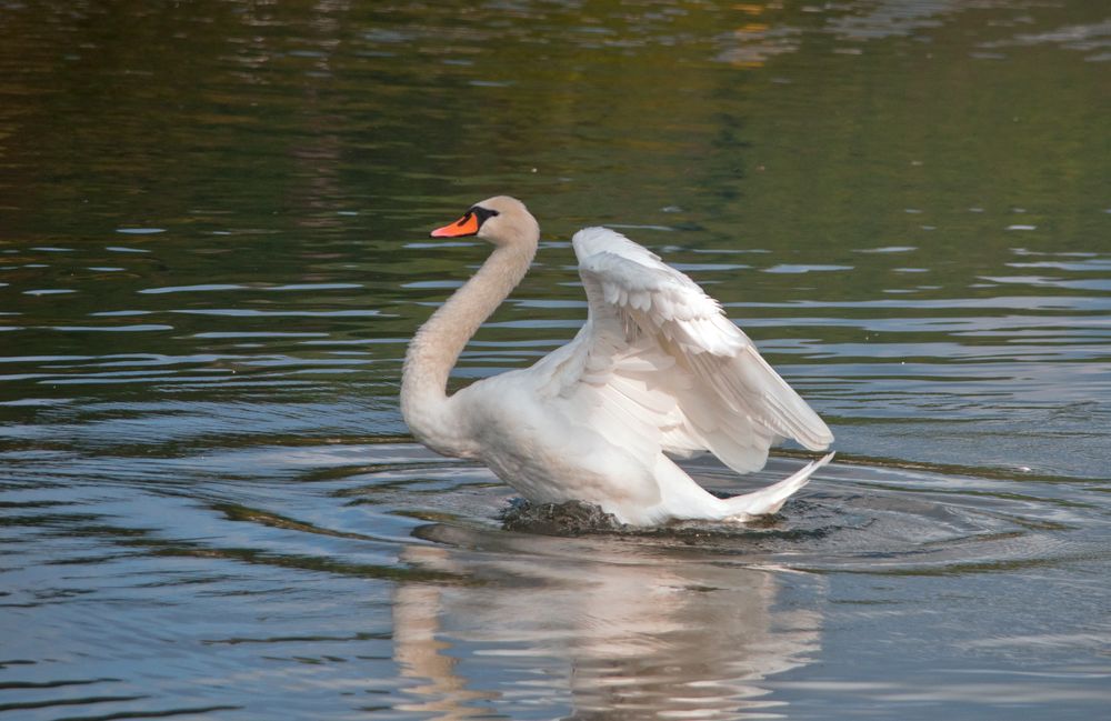 Schwan 1