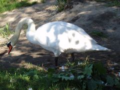 Schwan 1