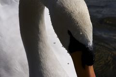 Schwan 1