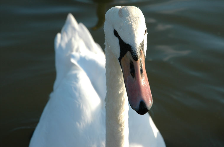 Schwan 1