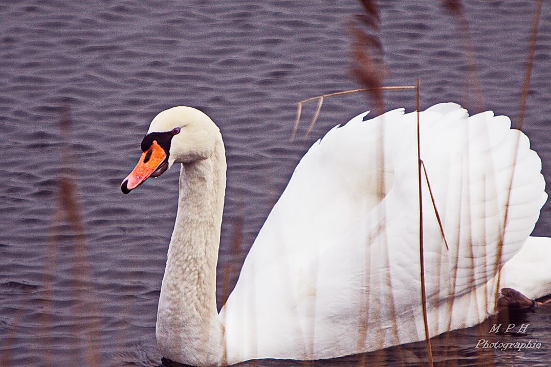 Schwan (1)