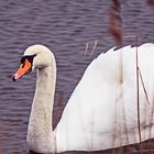 Schwan (1)