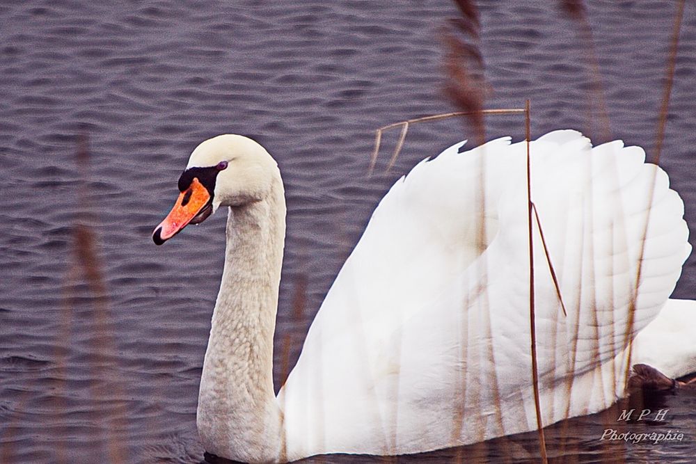 Schwan (1)