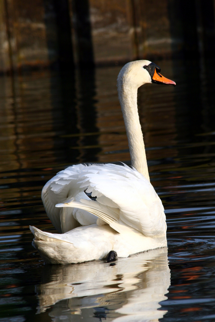 Schwan 1