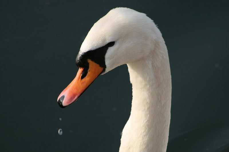 Schwan 1