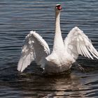 Schwan 1