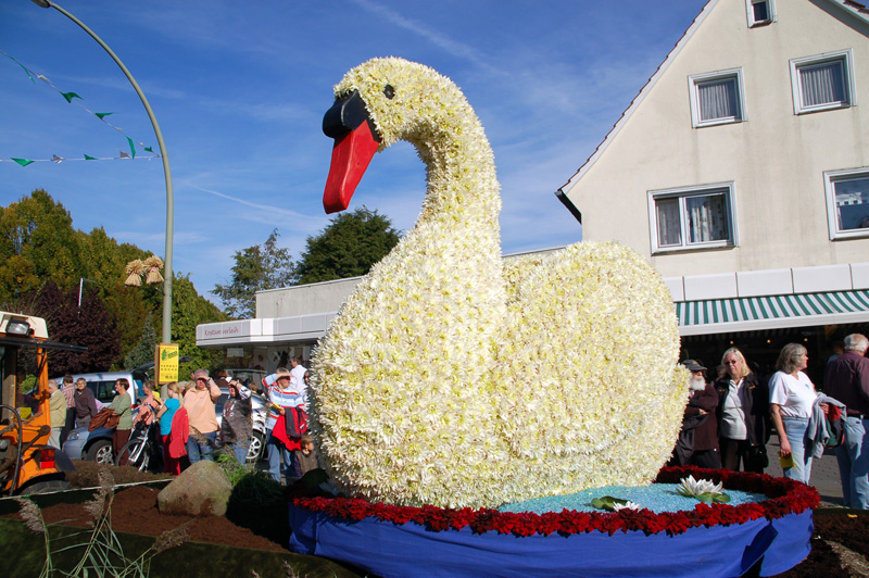 Schwan 1