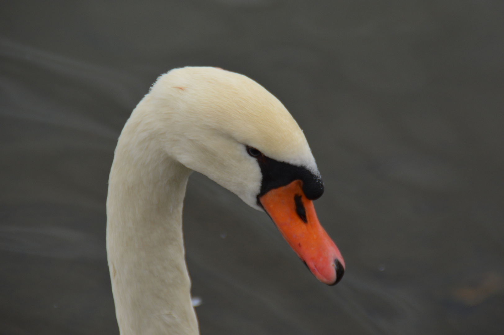 Schwan 1