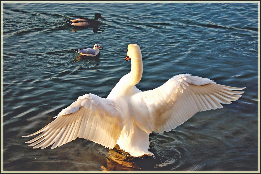 Schwan 1