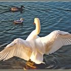 Schwan 1