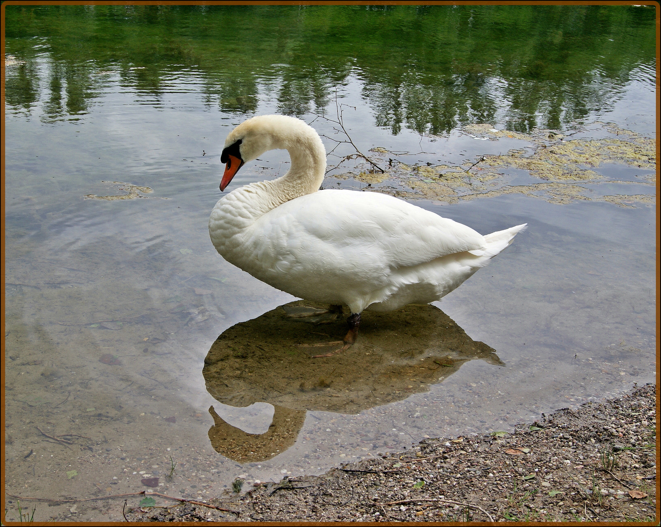 Schwan 1