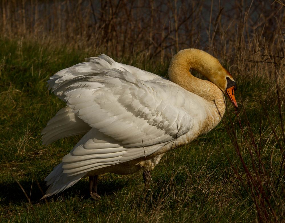 Schwan 1