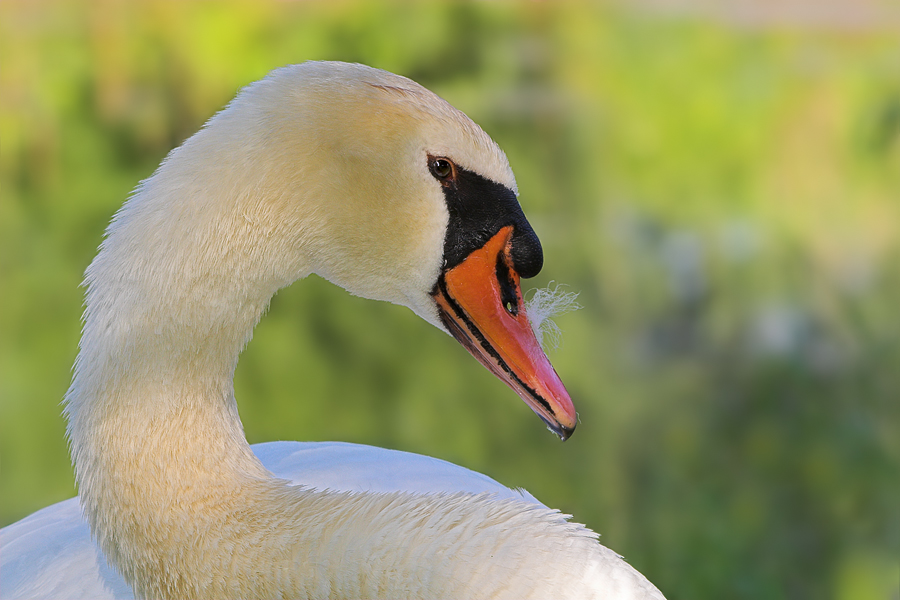 Schwan 11