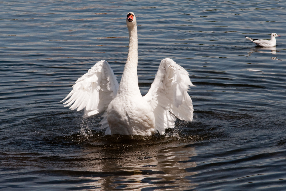 Schwan 2