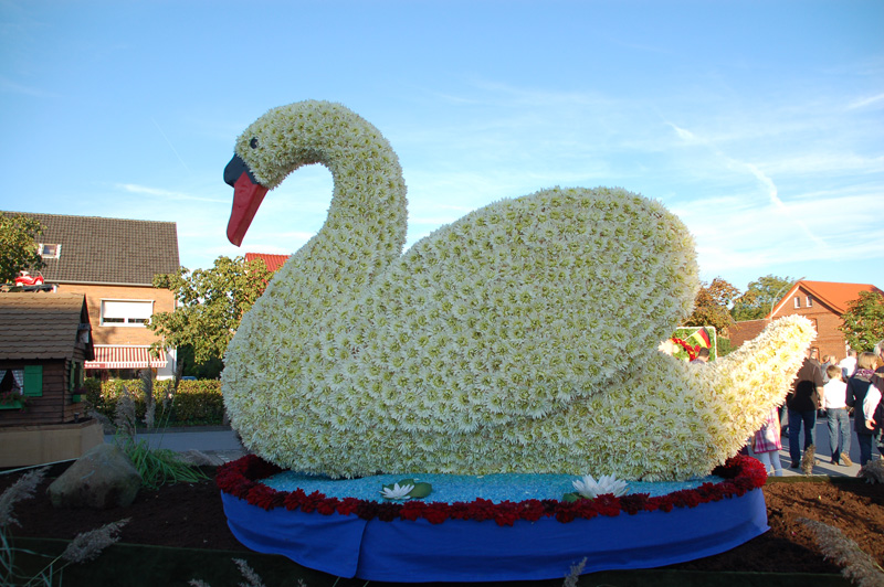 Schwan 2