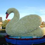 Schwan 2