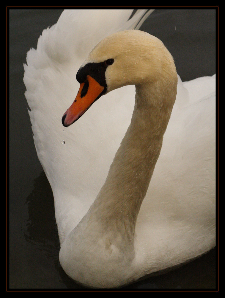 Schwan #2