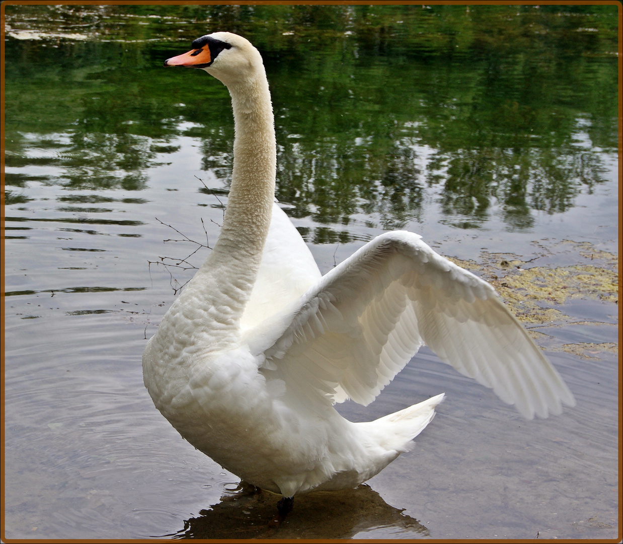 Schwan 2 !