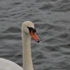 Schwan 2