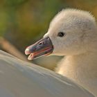 Schwan 2 - Na, dann wollen wir mal schauen ...