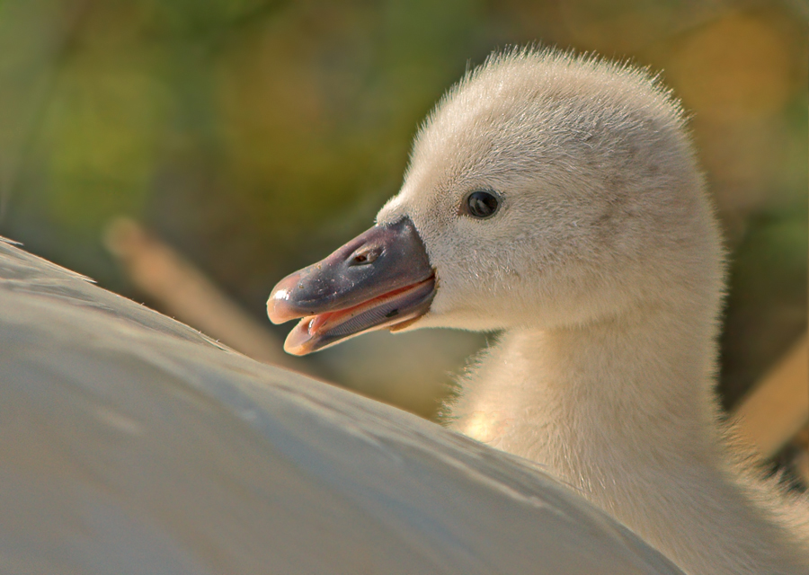 Schwan 2 - Na, dann wollen wir mal schauen ...