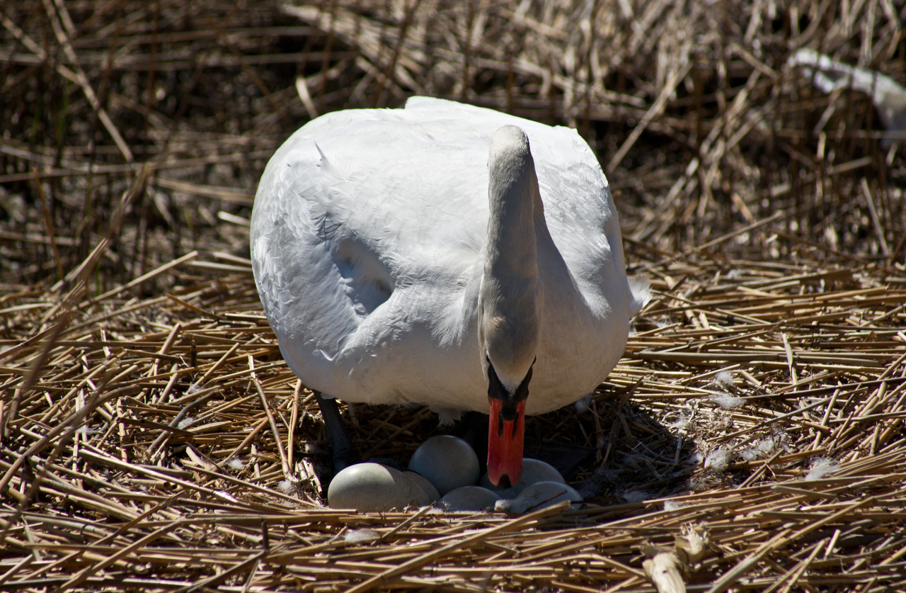 Schwan #2 oder "Alle noch da?"