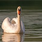 Schwan 3