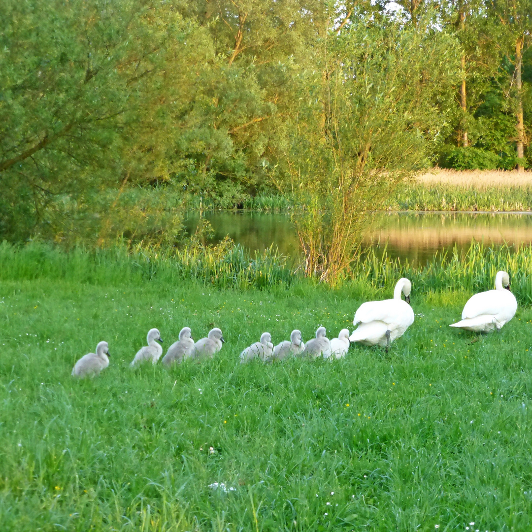 Schwan 3 - Familie Schwan watschelt gesättigt zum Wasser