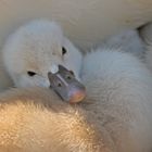 Schwan 3 - Schnell noch mal kuscheln, bevor es das erste mal ins Wasser geht