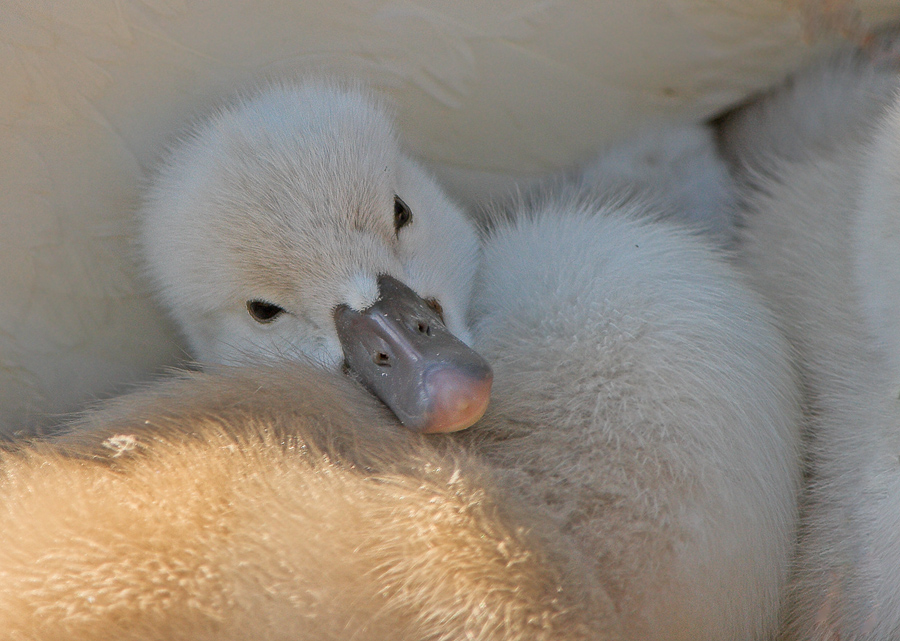 Schwan 3 - Schnell noch mal kuscheln, bevor es das erste mal ins Wasser geht