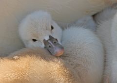 Schwan 3 - Schnell noch mal kuscheln, bevor es das erste mal ins Wasser geht