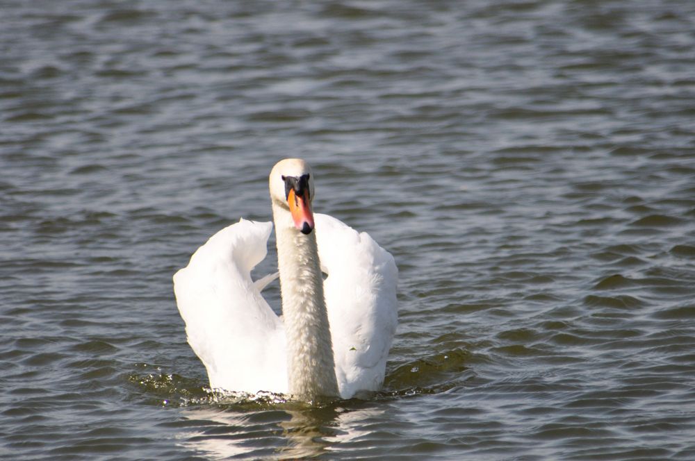 Schwan von naturfanatiker 