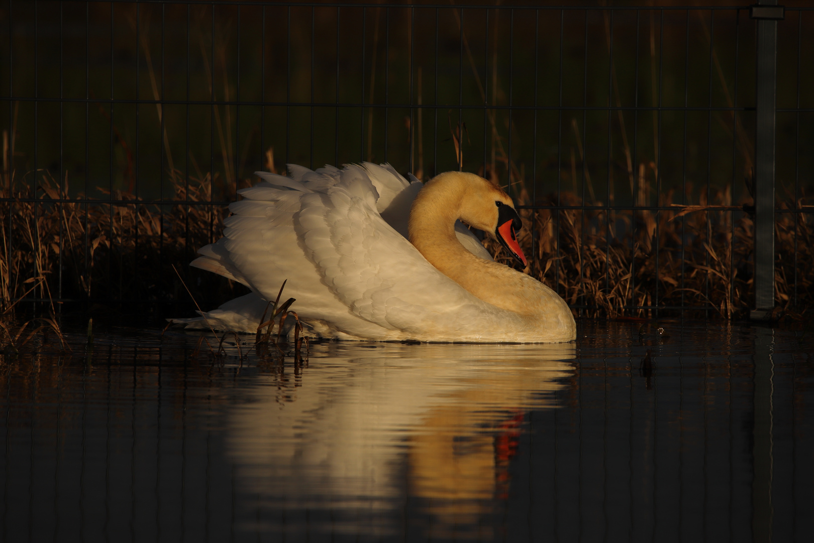 Schwan 310121_MG_1846