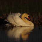 Schwan 310121_MG_1846