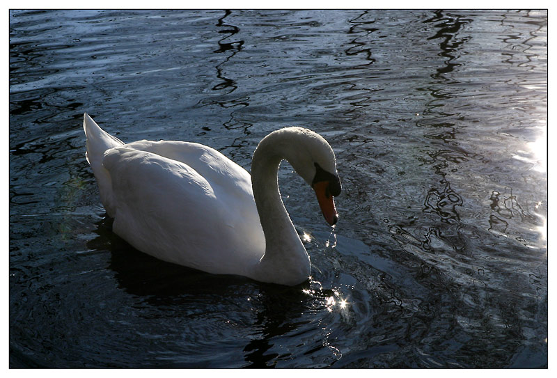 Schwan von Kerstin Pipjorke