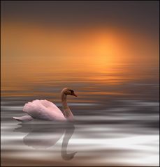 schwan..