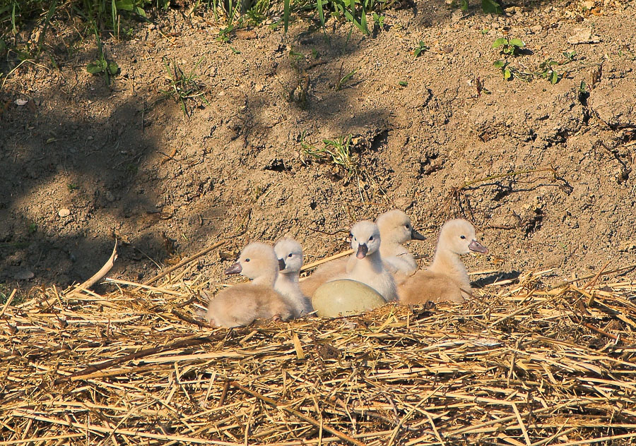 Schwan 4 - Mutti ist schon im Wasser, sollen wir auch ??