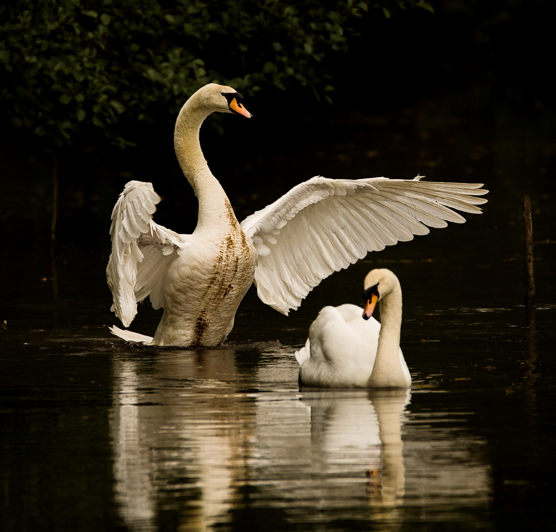 Schwan Foto & Bild | tiere, wildlife, wild lebende vögel Bilder auf ...