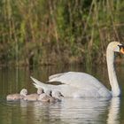 Schwan 5 - Der erste Ausflug