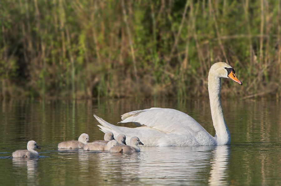 Schwan 5 - Der erste Ausflug