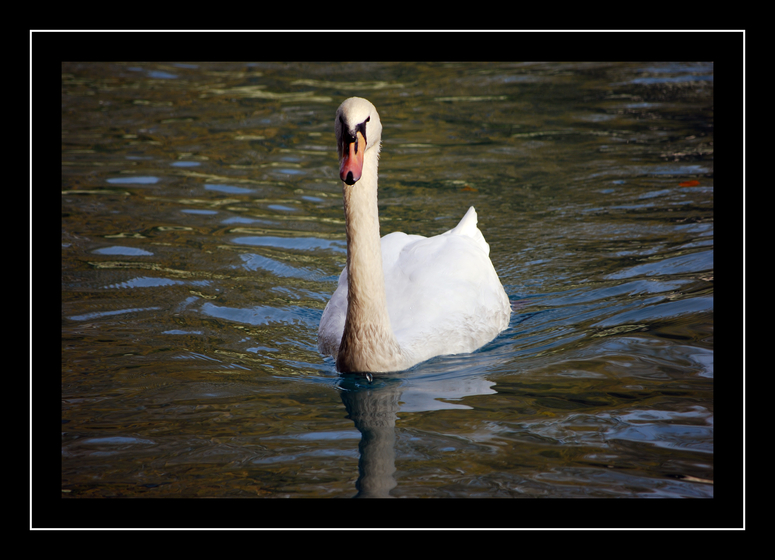 ***** Schwan*****