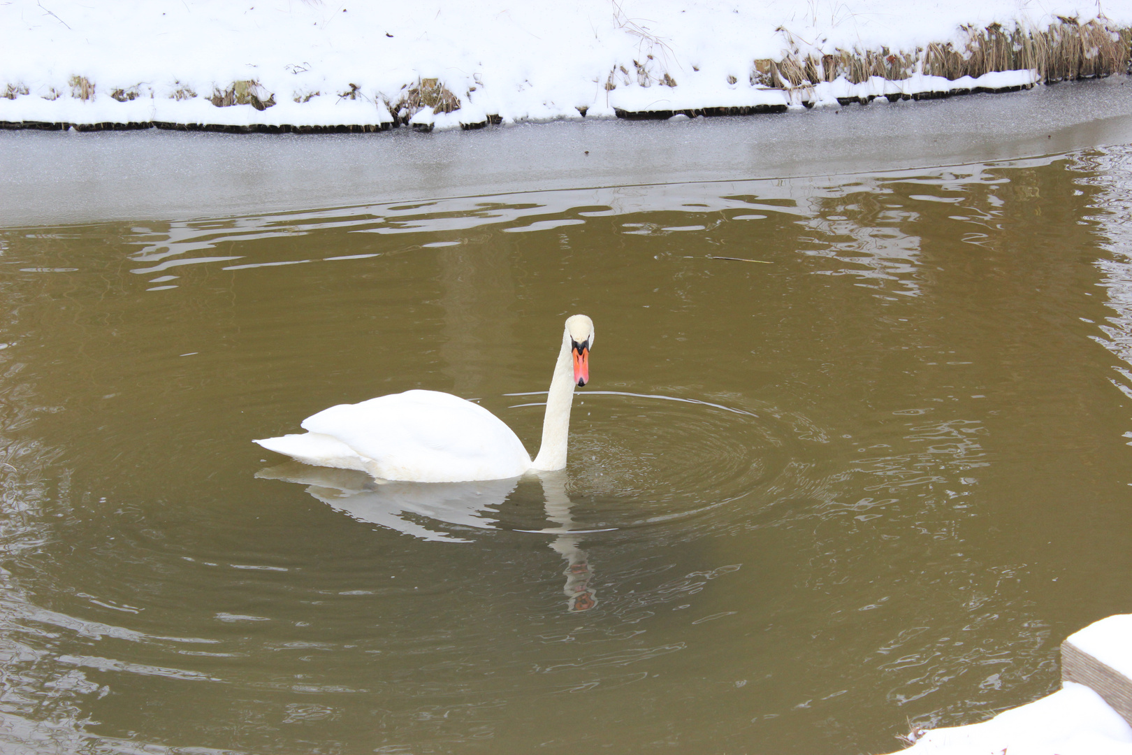 Schwan