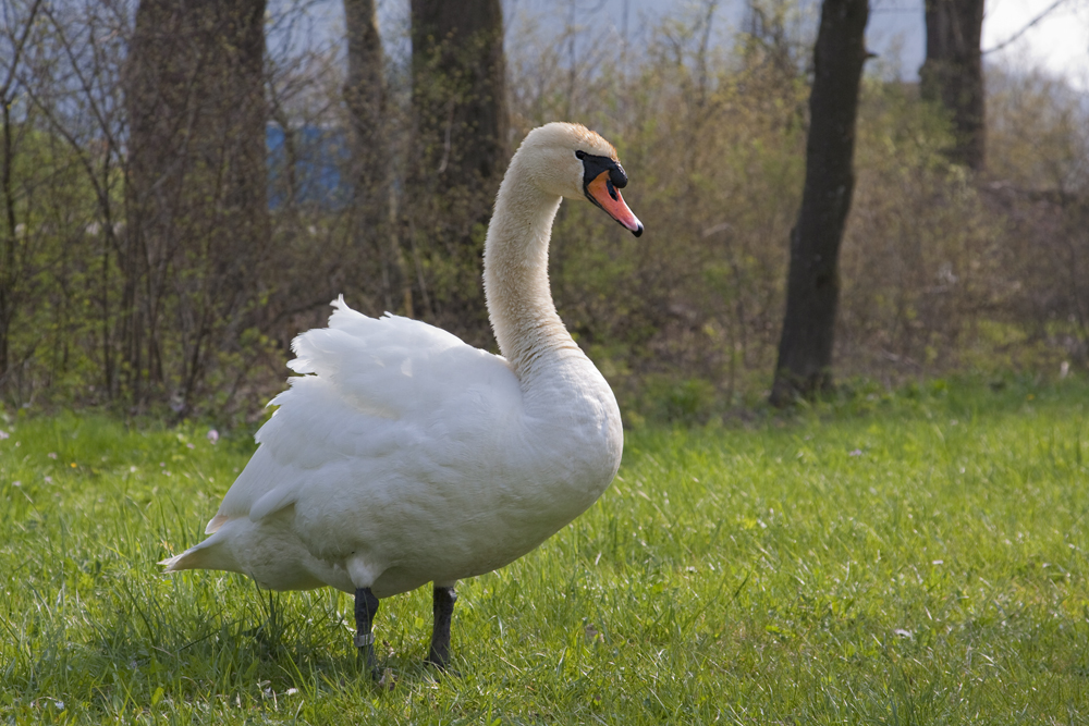 Schwan