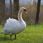 Schwan