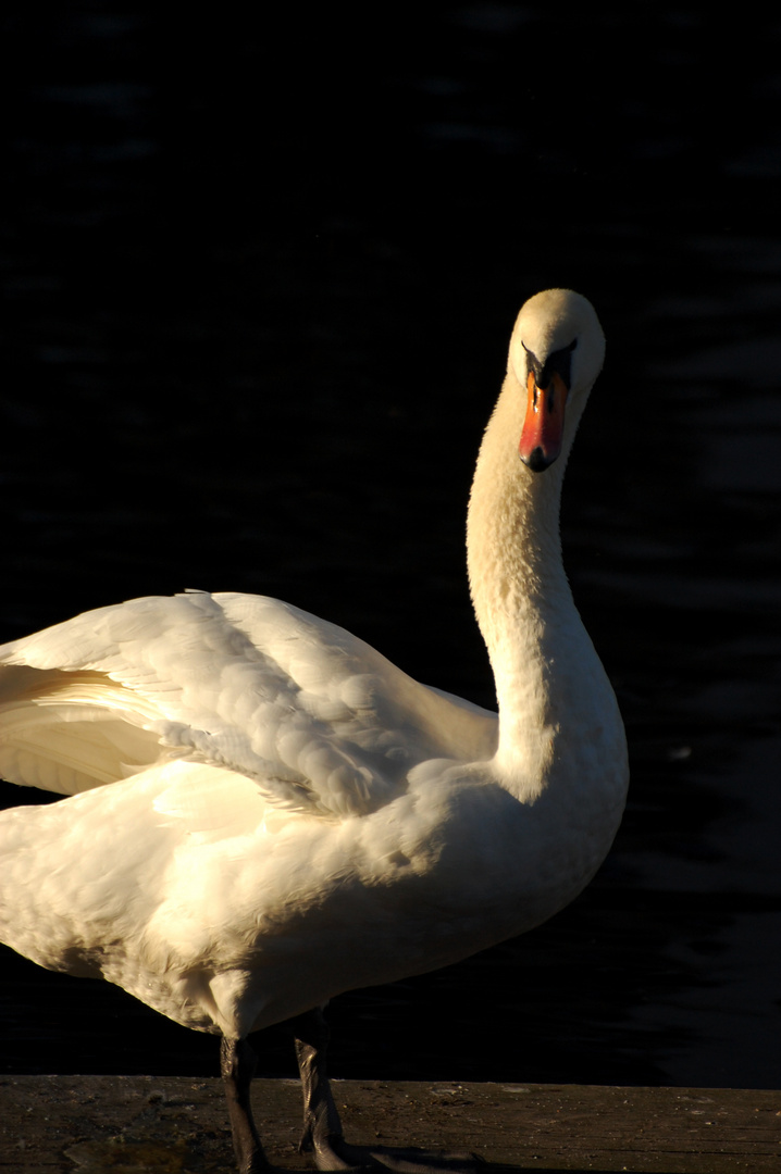 Schwan