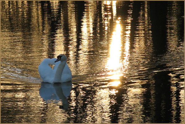 ~ Schwan ~